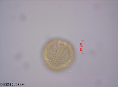 ISEM 2/Clutia_kamerunica_46803/Clutia_kamerunica_46803_0001(copy)_thumb.jpg